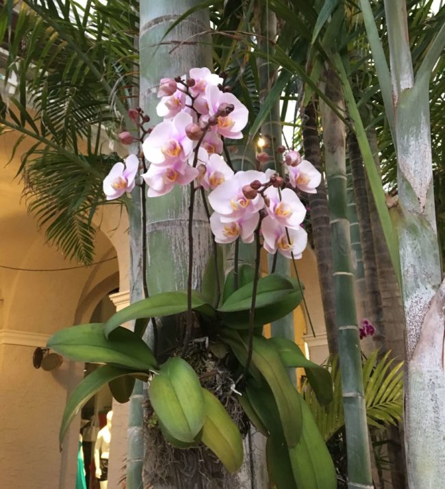 Pink Orchids in Tropical Environment