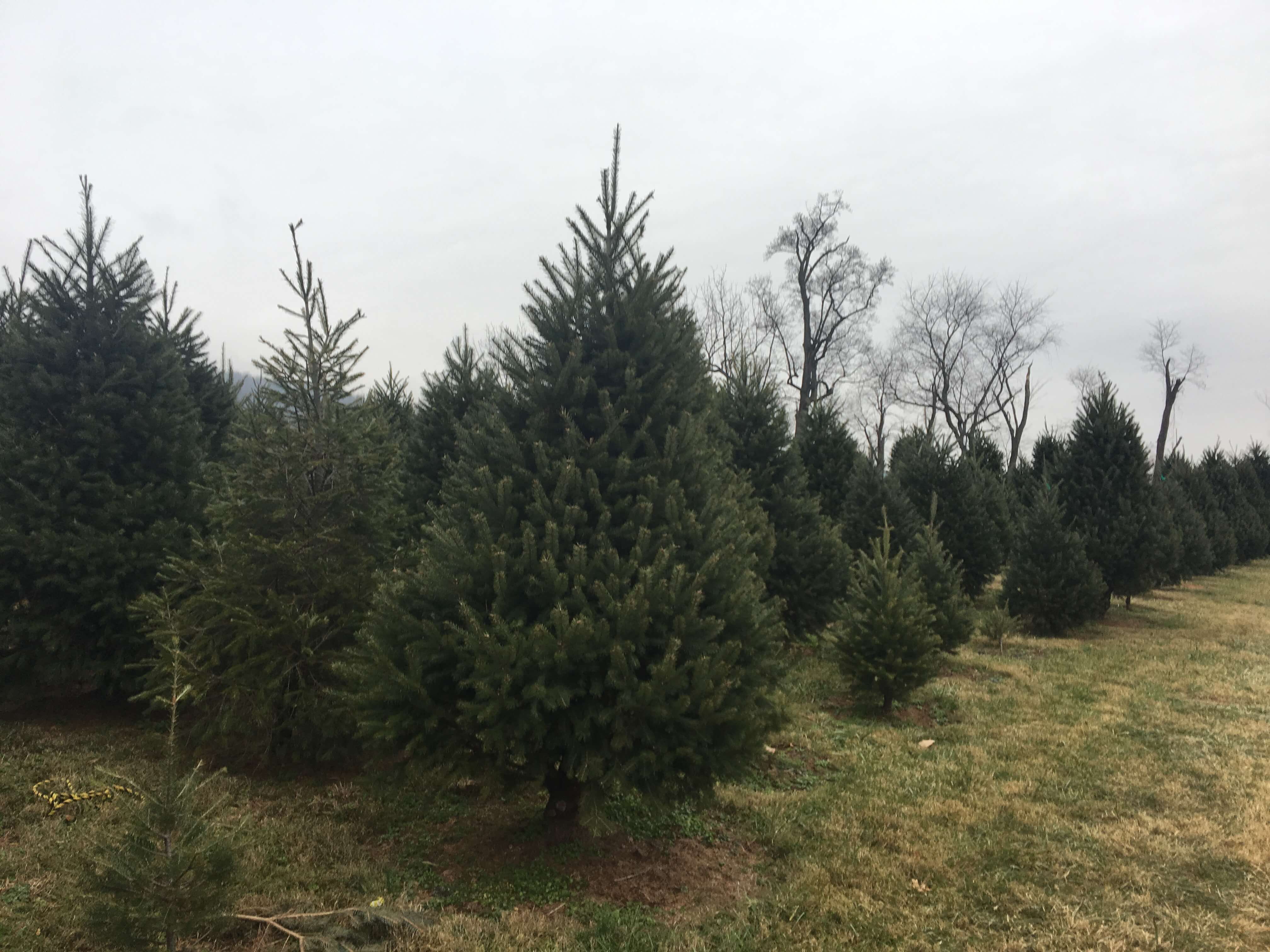 Cutting your Fresh Fraser Fir Christmas Tree